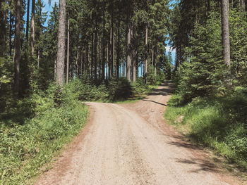 Dirt road amidst trees in forest