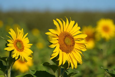 The common sunflower is a large-flowered, bright summer flower in various shades of yellow and red.