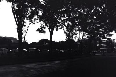 View of trees along road