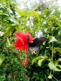 Low angle view of rooster on plant