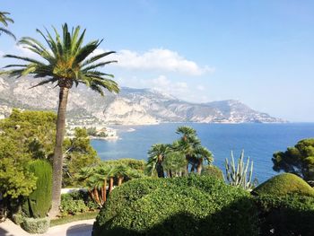 Rear view of palm trees by sea against sky