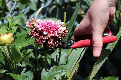 Close-up of hand holding pink flowering plants