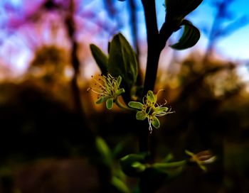 Close-up of purple flowering plant