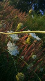 Close-up of plant against blurred background