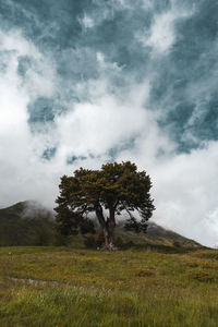 Tree on field against sky