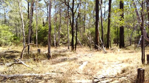 Trees in forest