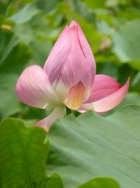 Close-up of pink lily lotus