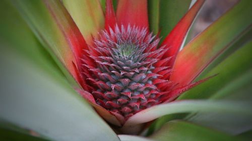 Close-up of red flower