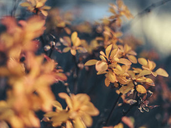 Close-up of plant against blurred background