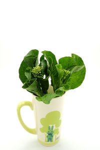 Close-up of green leaves against white background