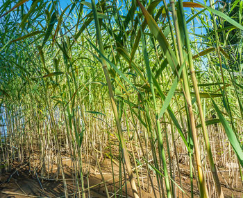 Full frame shot of bamboo plants growing on field