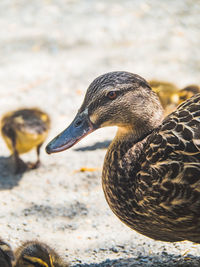 Close-up of duck