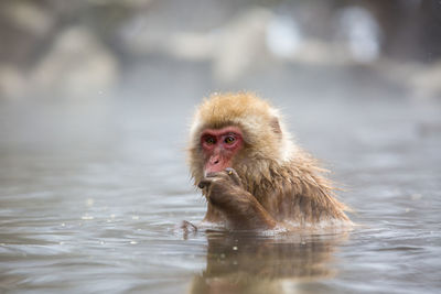 Portrait of monkey in a lake