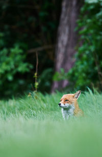 Fox looking away while sitting on field