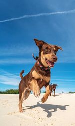 Dog on beach against the sky