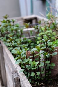 Aromatic leaves urban garden green leafy crate