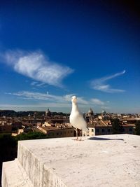 Seagull on retaining wall against sky