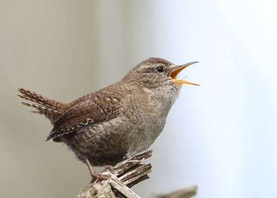 Close-up of a bird