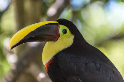 Close-up of bird