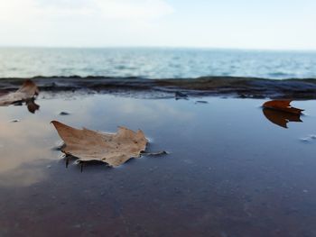 View of crab on beach