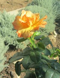 Close-up of flower blooming outdoors