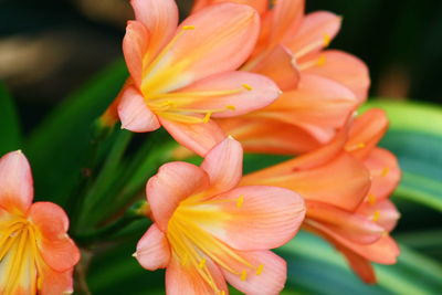 Close-up of orange lily