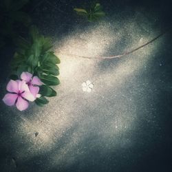 Close-up of flowers