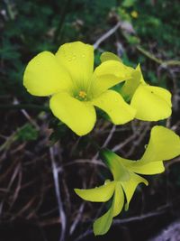 Close-up of yellow flower blooming outdoors