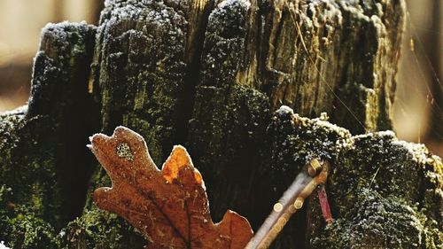 Close-up of tree trunk