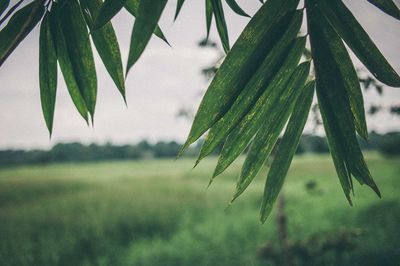 Close-up of fresh green plant against sky