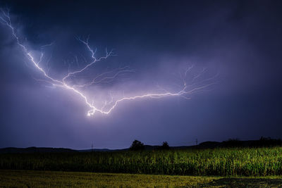 Branched anvil crawler lightning over a corn field