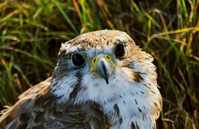 Close-up portrait of eagle