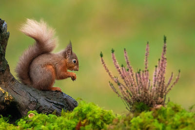 Close-up side view of squirrel on tree