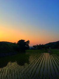 Scenic view of field at sunset