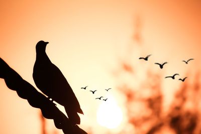 Silhouette birds flying against clear sky during sunset