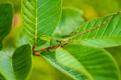 Close-up of insect on plant