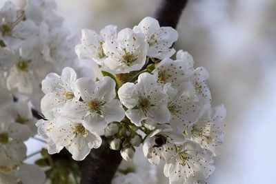 Close-up of white flowers blooming in park