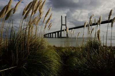 Plants growing on beach against sky