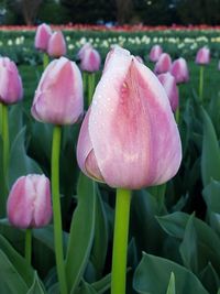 Close-up of pink tulips