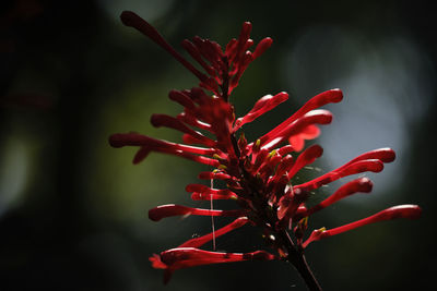 Close-up of red flowering plant