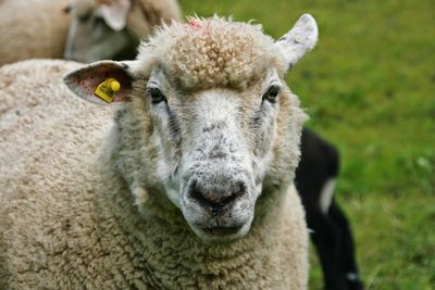 Close-up portrait of sheep