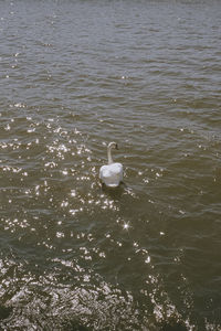 High angle view of swan floating on lake