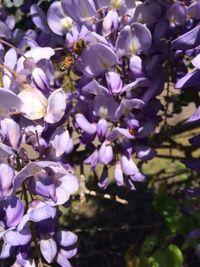 Close-up of purple flowers on tree