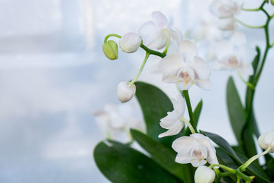 Close-up of white flowering plant