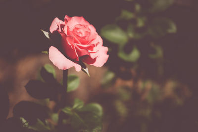 Close-up of pink rose