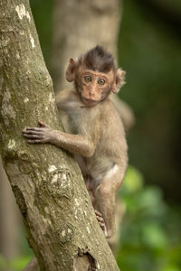 Portrait of infant on tree trunk