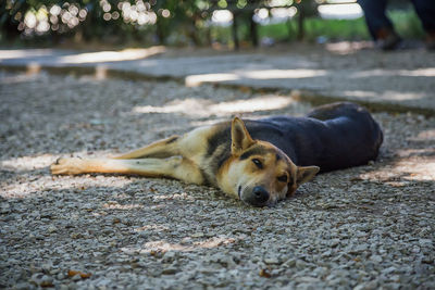 Portrait of dog resting