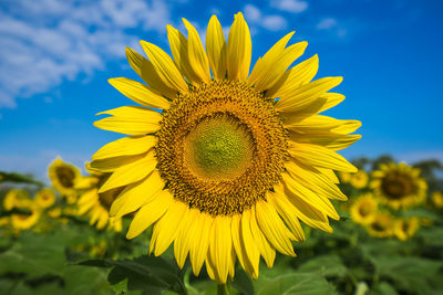 Close-up of yellow sunflower blooming on field against sky