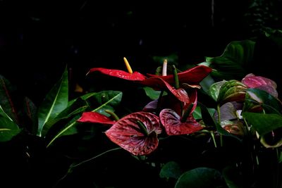 Close-up of red flowering plants