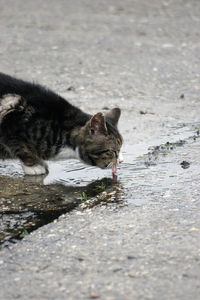 Thirsty cat drinking water from puddle at street